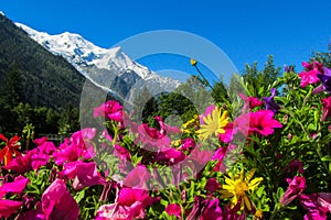 Beautiful flowers below the mountain