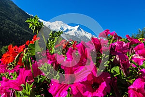 Beautiful flowers below the snowcapped mountain