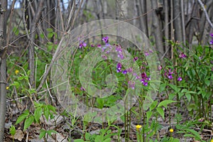 Beautiful flowers of bitter pea vine Lathyrus vernus in spring forest