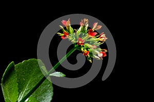 Beautiful flowers on a black background