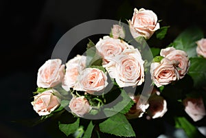 Elegant yellow pink small roses with green leaves, natural fresh chic rose pink cream color on black background