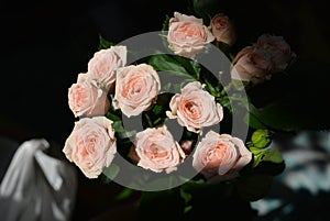 Elegant yellow pink small roses with green leaves, natural fresh chic rose pink cream color on black background