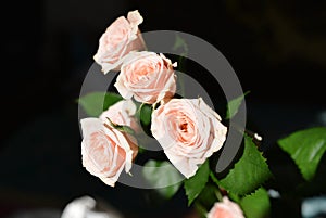 Elegant yellow pink small roses with green leaves, natural fresh chic rose pink cream color on black background