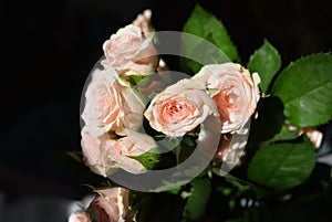 Elegant yellow pink small roses with green leaves, natural fresh chic rose pink cream color on black background
