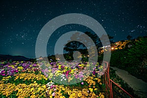 Beautiful flowers blloms under the starry skies at Northern Blossoms, Atok, Benguet, Philippines