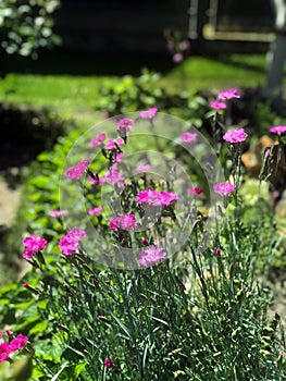 Beautiful flowers bloom in the garden