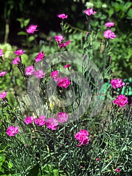 Beautiful flowers bloom in the garden