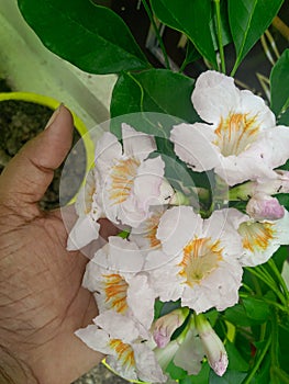 Beautiful flowers blooming in branch of green leaves plant, hands holding bunch of flower