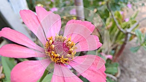 beautiful flowers blooming in enormous red