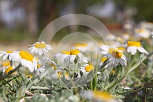 Beautiful Flowers Blooming In The Garden,