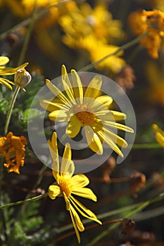 Beautiful flowers blooming in the garden,