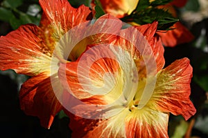 Beautiful Flowers Blooming In The Garden,