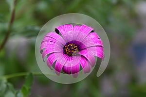 Beautiful Flowers Blooming In The Garden, Bodrum Turkey