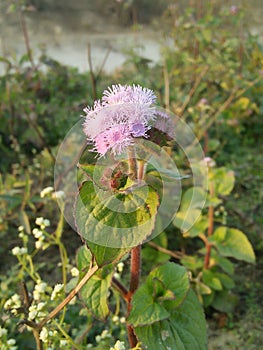 Beautiful flowers blooming in the morning. background little flowers nature beautiful