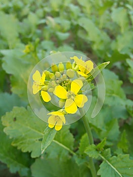 Beautiful flowers blooming in the morning. background little flowers nature beautiful