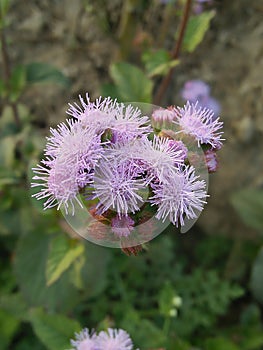 Beautiful flowers blooming in the morning. background little flowers nature beautiful