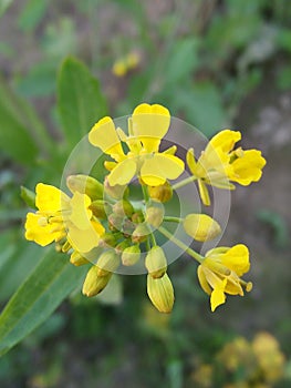 Beautiful flowers blooming in the morning. background little flowers nature beautiful