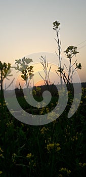 Beautiful flowers blooming in the morning. background little flowers  nature beautiful