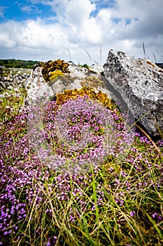 Beautiful flowers blooming on rocks countryside Ireland