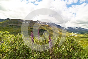 Beautiful flowers blooming in the Sarek National Park, Sweden.