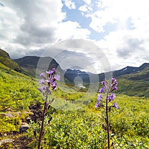 Beautiful flowers blooming in the Sarek National Park, Sweden.