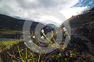 Beautiful flowers blooming in the Sarek National Park, Sweden.