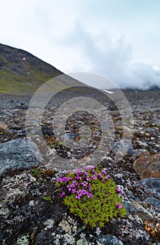 Beautiful flowers blooming in the Sarek National Park, Sweden.