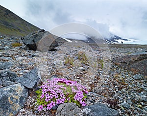 Beautiful flowers blooming in the Sarek National Park, Sweden.