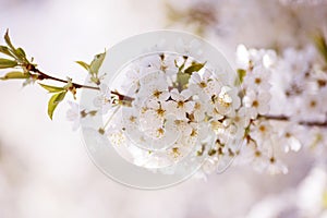 Beautiful flowers on the blossom apple tree