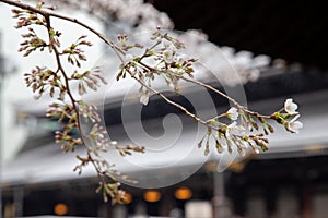 Beautiful flowers in Blossom in Kyoto, Japan