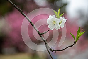 Beautiful flowers in Blossom in Kyoto, Japan