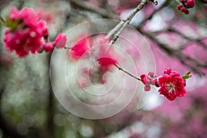 Beautiful flowers in Blossom in Kyoto, Japan