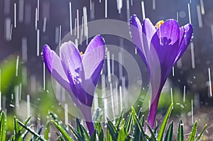 Beautiful flowers of blue crocuses on the background of rain drops tracks