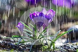 Beautiful flowers of blue crocuses in spring rain