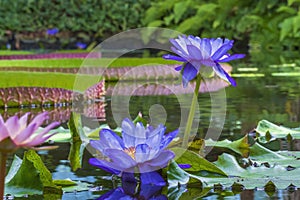 The beautiful flowers of the Blue Lotus water lily Nymphaea caerulea with the enormous leaves of the Giant water lily Victoria