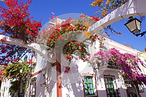 Gorgeous flowers of Puerto de Mogan, Gran Canaria, Canary islands