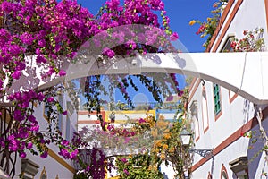 Gorgeous flowers of Puerto de Mogan, Gran Canaria, Canary islands