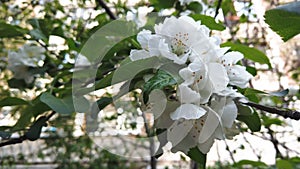 Beautiful flowers on a branch of an apple tree against the background of the sky and a blurred garden. Blooming gardens