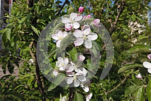 Beautiful flowers on a branch of an apple tree against the background of the sky and a blurred garden. Blooming gardens