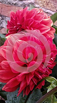 Red flowers in garden - Flores rojas en jardin photo