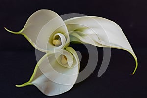 Beautiful flowers - Bud white Calla Lily; Zantedeschia Aethiopica