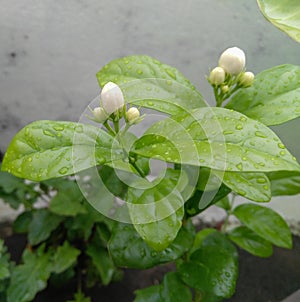 Beautiful flowers buds blooming in branch of green leaves plant growing in garden, nature photography in rainy season