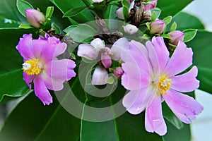 The beautiful flowers and buds of Pereskia Grandifolia