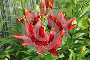 Beautiful flowers of burgundy lily Dark secret grows in an ornamental garden on a sunny summer day