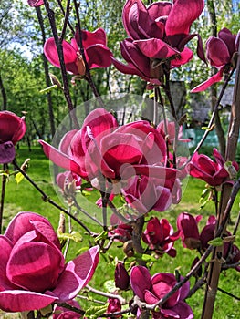 beautiful flowers burgundy magnolias blossomed in the park of the city of Kyiv