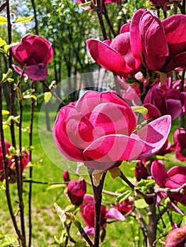 beautiful flowers burgundy magnolias blossomed in the park of the city of Kyiv