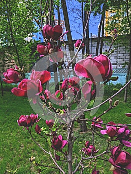 beautiful flowers burgundy magnolias blossomed in the park of the city of Kyiv