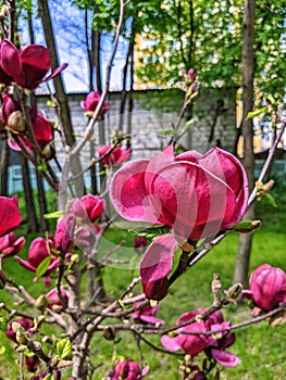 beautiful flowers burgundy magnolias blossomed in the park of the city of Kyiv