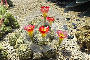 Beautiful flowers and cactus in the garden