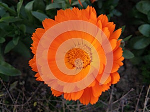 Beautiful flowers Calendula officinalis, the pot marigold, ruddles, common marigold or Scotch marigold.